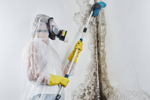 Best Basement Mold Remediation in Kitsap Lake, WA