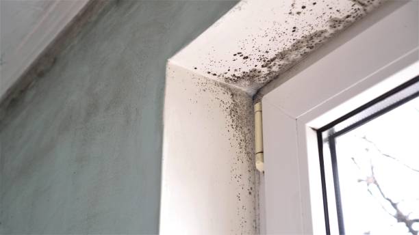 Trusted Kitsap Lake, WA Mold Remediation Experts