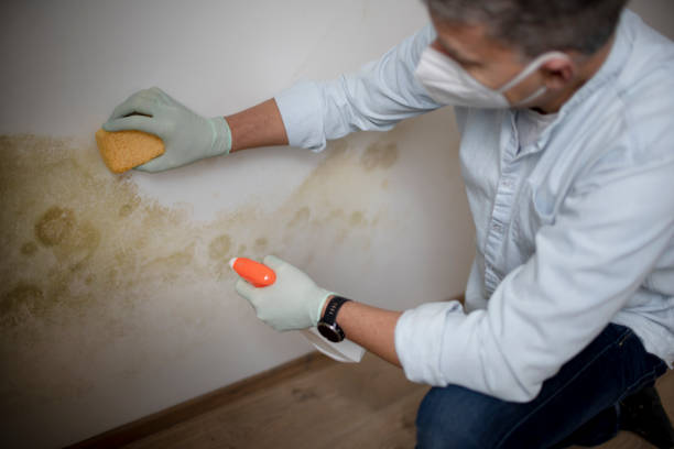 Best Residential Mold Remediation in Kitsap Lake, WA