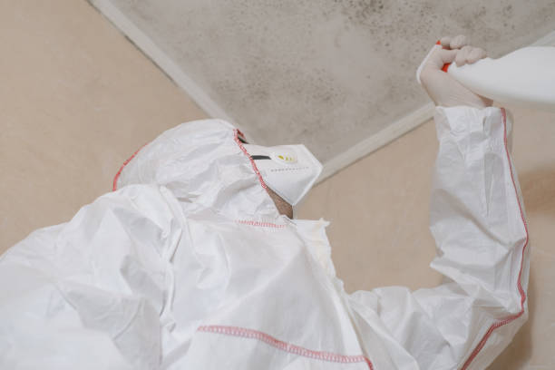 Best DIY Mold Remediation Support Services in Kitsap Lake, WA