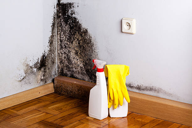 Best Preventive Mold Services in Kitsap Lake, WA
