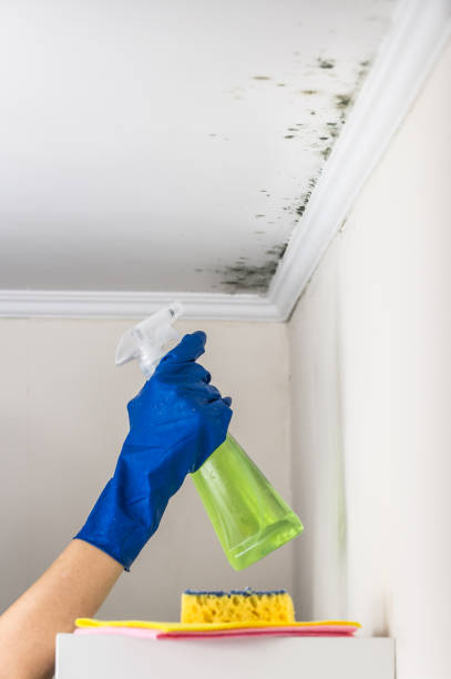 Best Attic Mold Remediation in Kitsap Lake, WA